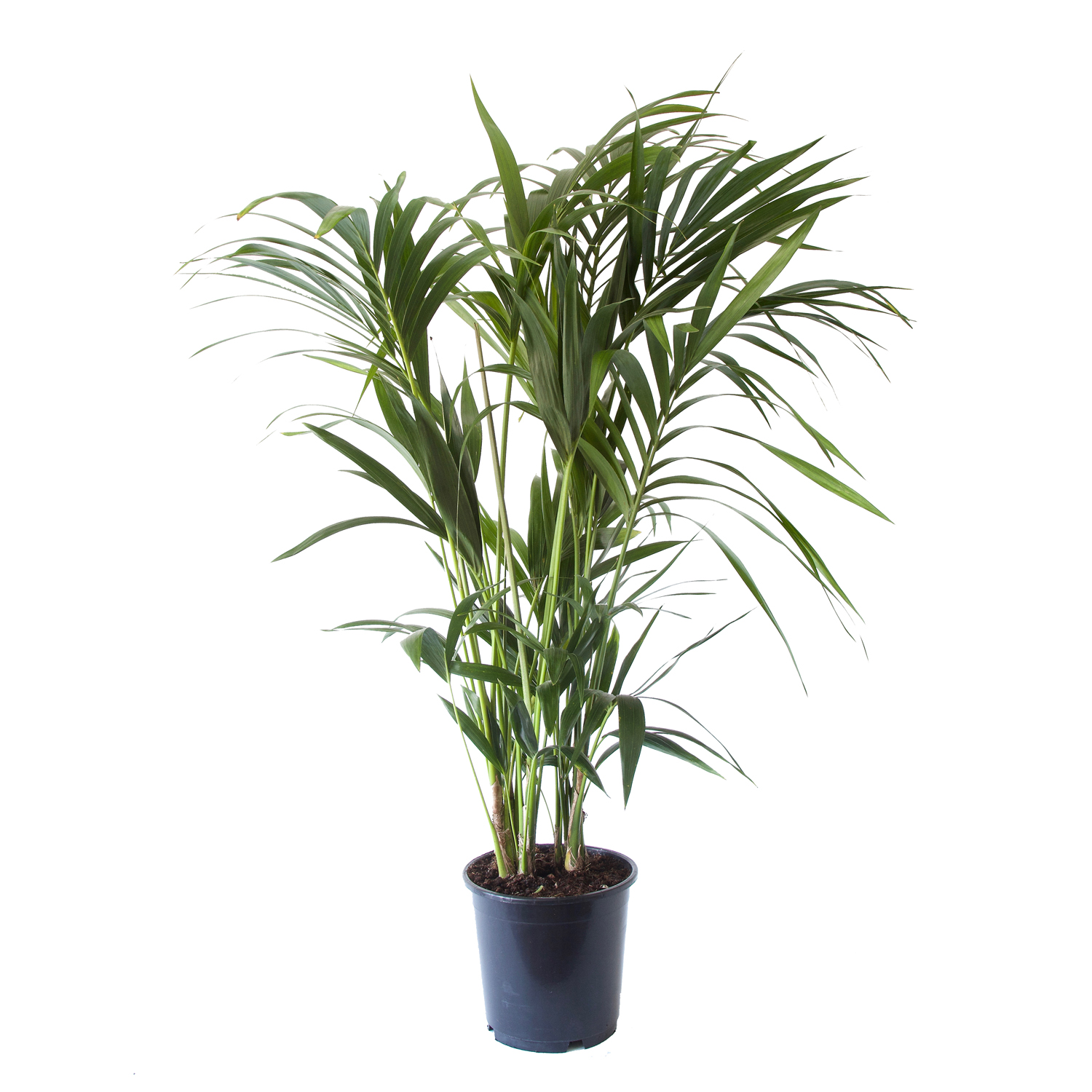 Dagaanbieding - Howea forsteriana Kentiapalme dagelijkse koopjes